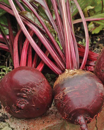 BT166 Beets Red Ace